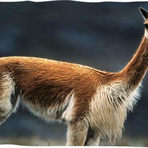 Loro Piana: vicuña, la nuova frontiera di una fibra per super-ricchi