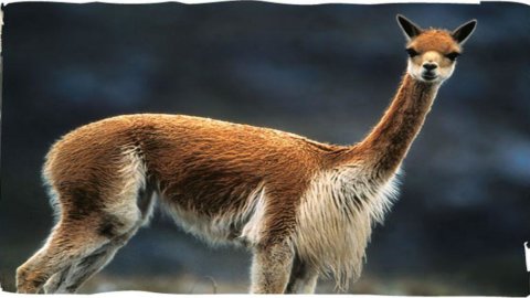 Loro Piana: vicuña, the new frontier of a fiber for the super-rich