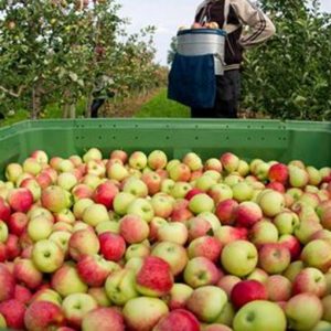 Coldiretti : gel, hausses de prix injustifiées sur les pommes, les poires et les kiwis