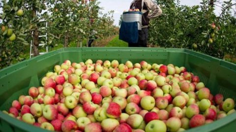 Coldiretti: gelo, ingiustificati rincari su mele, pere e kiwi