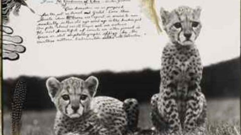 New York, il fascino dell’Africa attraverso le immagini di Peter Beard