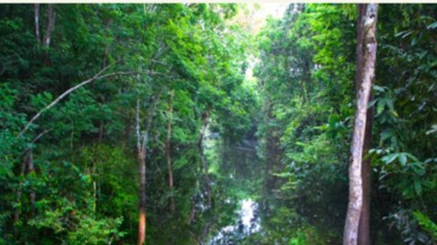 Paris, 25 photographers to save Brazil's Atlantic rainforest