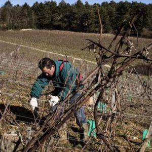 Chine, l'austérité ralentit les importations de vin australien