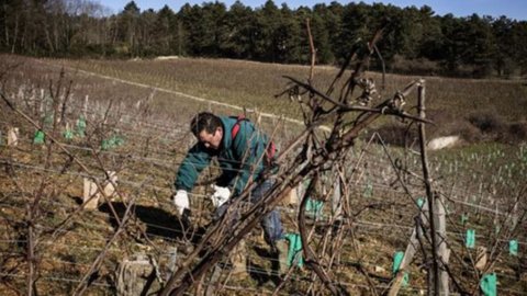 Cina, l’austerità frena l’import di vino australiano