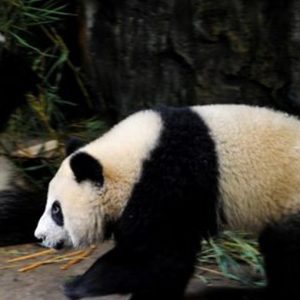 In China kommt jeder ins Gefängnis, der einen Panda isst
