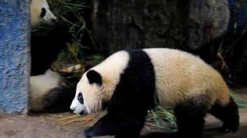 In China kommt jeder ins Gefängnis, der einen Panda isst