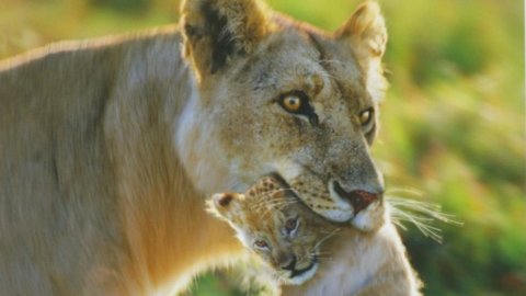 En Roma para discutir el futuro de los mamíferos carnívoros en la Tierra