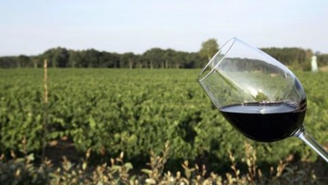 Vino, più trasparenza sulle etichette