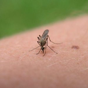 Roma, mosquitos: deja de donar sangre