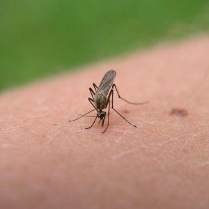 Sri Lanka, o jornal que protege contra os mosquitos está vendendo como bolos quentes