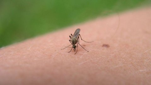 Sri Lanka, die Zeitung, die vor Mücken schützt, geht weg wie warme Semmeln