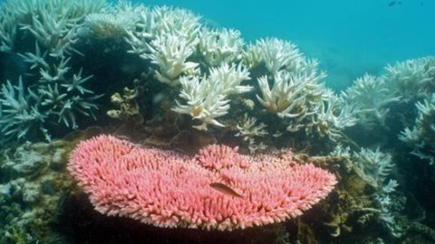 The technique of underwater tunnels to save coral reefs