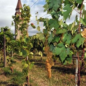 Începutul timpuriu al recoltei 2014, începe recolta pentru Franciacorta: datorită climatului anormal