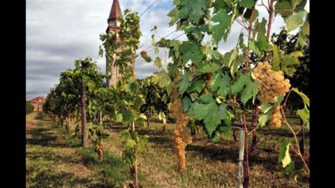 Early start of the 2014 harvest, the harvest for Franciacorta begins: thanks to the anomalous climate