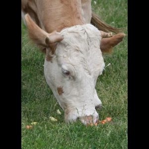 Japão, vacas grátis para quem se mudar para o campo