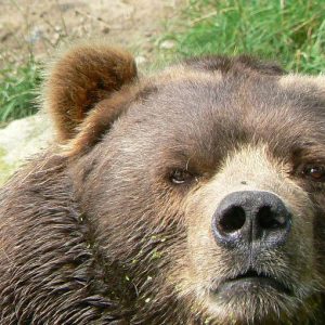 Rebond ou automne avec l'Ours sur la Piazza Affari ? Après la raclée d'hier, la Bourse tente de réagir