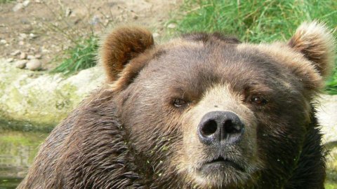 Rimbalzo o autunno con l’Orso a Piazza Affari? Dopo la batosta di ieri la Borsa prova a reagire