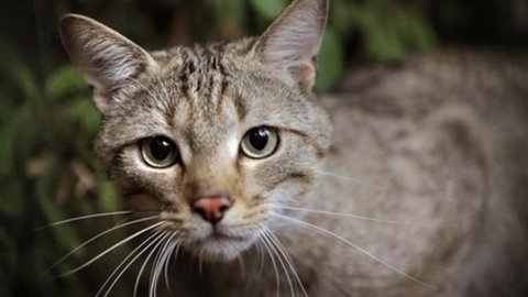 Singapore, hotel a cinque stelle per animali domestici