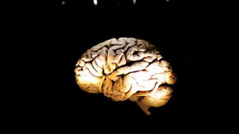 La curiosité ralentit le vieillissement du cerveau : les conseils de la science