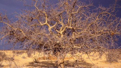 أنغولا: نراهن على النقل وتوزيع الطاقة