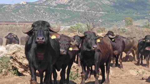 COMIDA ITALIANA – “Los caminos de la mozzarella” que llevan de Paestum a la Expo