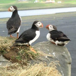 Canare, dezastru ecologic de temut