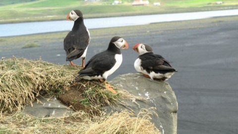 Canaries, environmental disaster feared