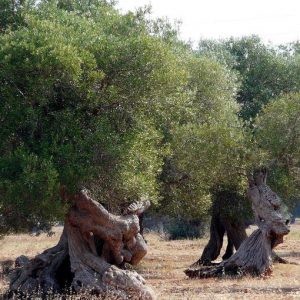 Xylella: صبح کے وقت چھاپہ، برینڈیسی کے علاقے میں زیتون کے 45 درخت کاٹے گئے۔