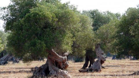 A UE decide arrancar as oliveiras afetadas pela Xylella em Salento