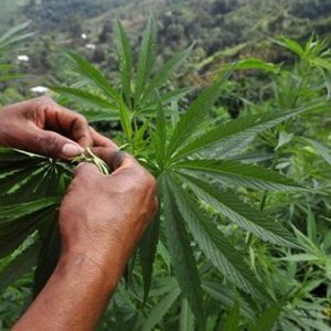 Cannabis libera, 218 parlamentari presentano proposta di legge