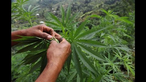 Free cannabis, 218 parliamentarians present a bill