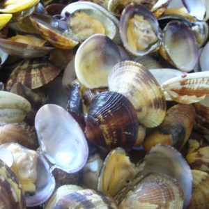 Kerang "Mini": Peraturan UE membuat para nelayan Adriatik bertekuk lutut