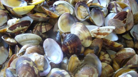 Vongole “mini”: regolamento Ue mette in ginocchio i pescatori dell’Adriatico