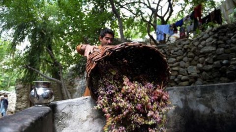 Wein: Oiv bestätigt italienische Vormachtstellung. Schlage Frankreich erneut