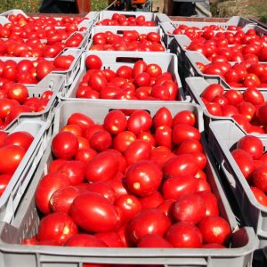Coldiretti: allarme su pomodori dalla Cina