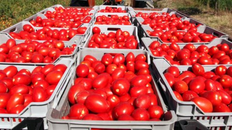 Coldiretti: alarm on tomatoes from China