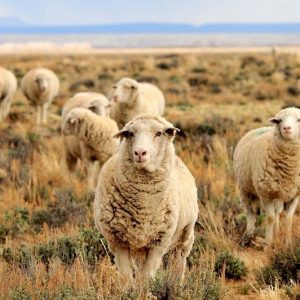 I giovani riscoprono la tradizione: boom di… pecore e pastori