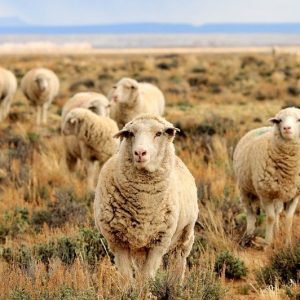 Les jeunes redécouvrent la tradition : boom des… moutons et des bergers