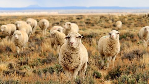 Les jeunes redécouvrent la tradition : boom des… moutons et des bergers