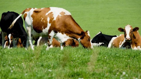 Fermes, à Tortona "l'archéologue des vaches"