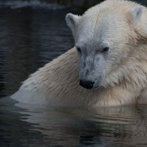 Börse gegen den Strom: Wer verdient, wenn der Bär kommt