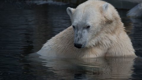 Bolsa contra a maré: quem ganha se o urso chegar