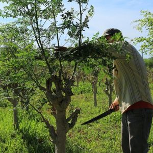 Confagricoltura crea una asociación de redes empresariales