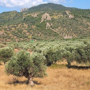 Tap: il gasdotto bloccato in Puglia dagli ulivi