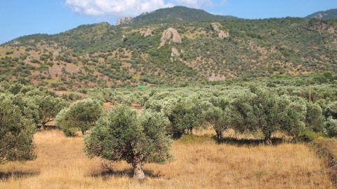 Tap: il gasdotto bloccato in Puglia dagli ulivi