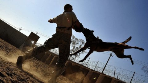 Se il cane morde una persona, chi paga?