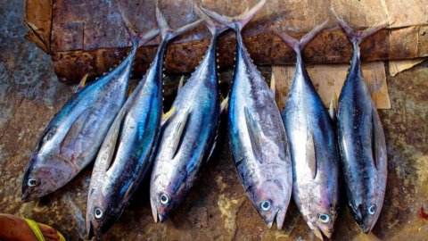 Рыбалка: остановка в Адриатике. Остерегайтесь мошенничества