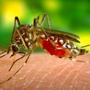 Diasorin ales de SUA pentru primul test anti-Zika