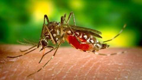 Diasorin choisi par les USA pour le premier test anti-Zika