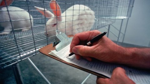 EU, cosmetics: tightening on animal tests